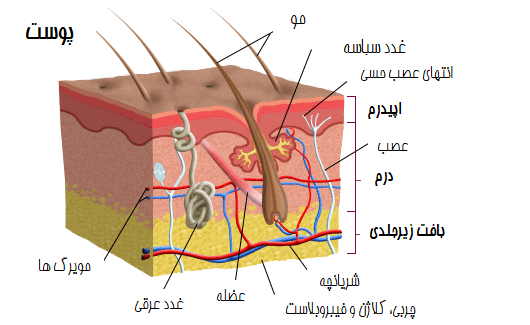 آناتومی پوست