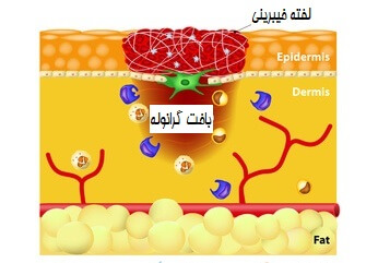 مرحله هموستاز