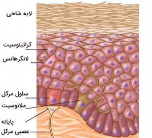 اپیدرم