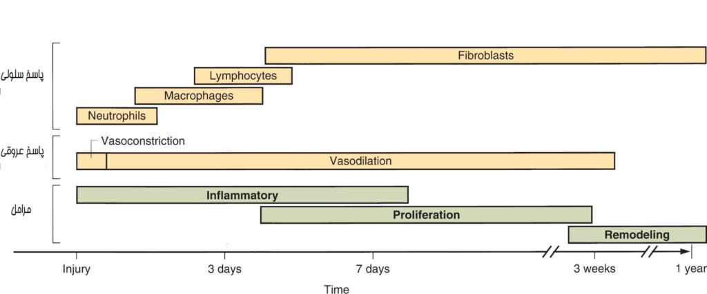 مراحل ترمیم زخم