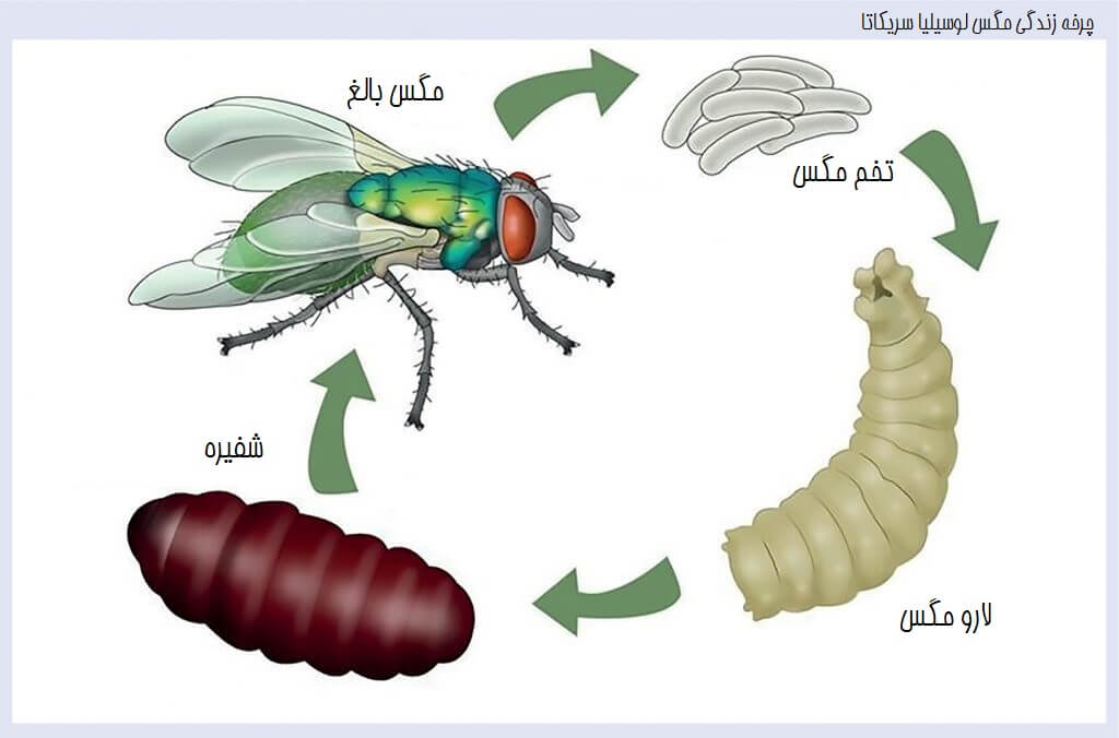 مراحل زندگی مگس لوسیلیا سریکاتا 